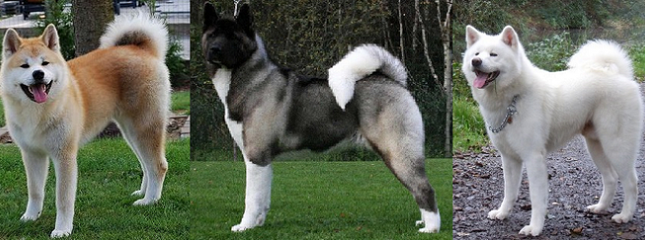 Akitas.png