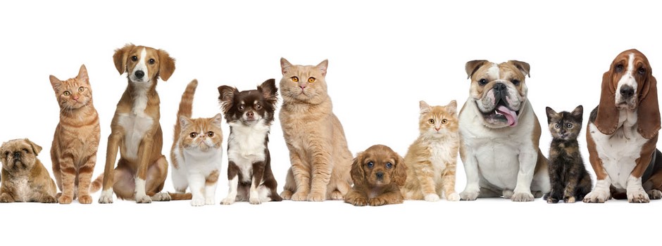 pets-lineup-xlg.jpg